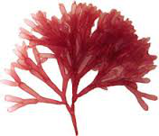 Redbrownalgae